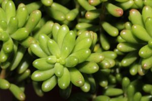 Plante succulente définition Ecovegetal