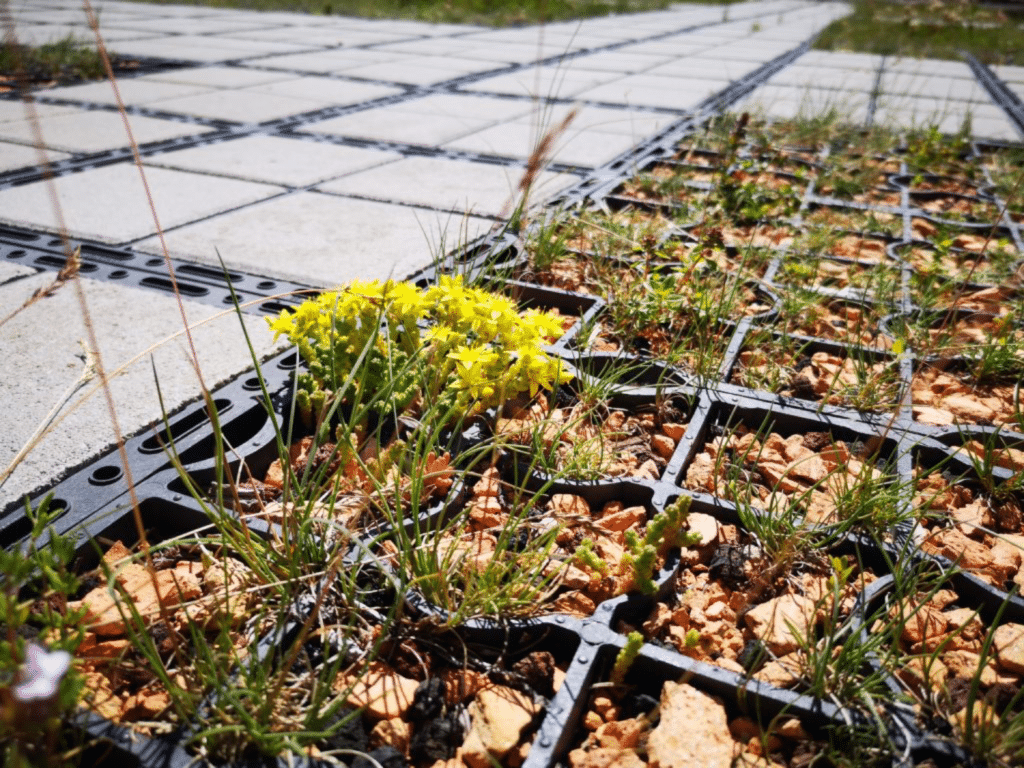 Étude Leesu ECOVEGETAL Roulépur